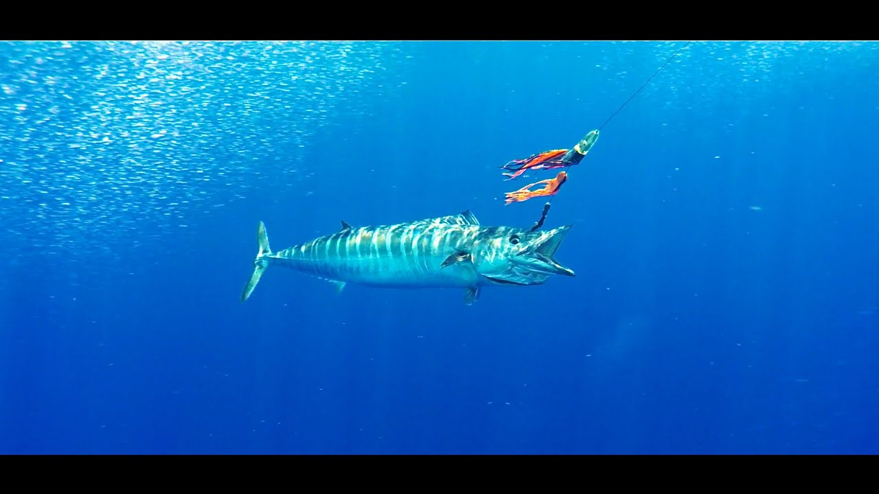 Underwater wahoo fish deep sea fishing Caribbean